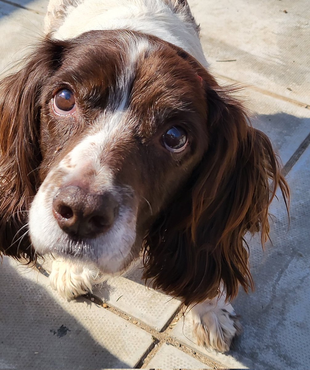 SpringerSaint's tweet image. And Briar is happily enjoying all the treats she can eat ❤️ #MyShadow ❤️