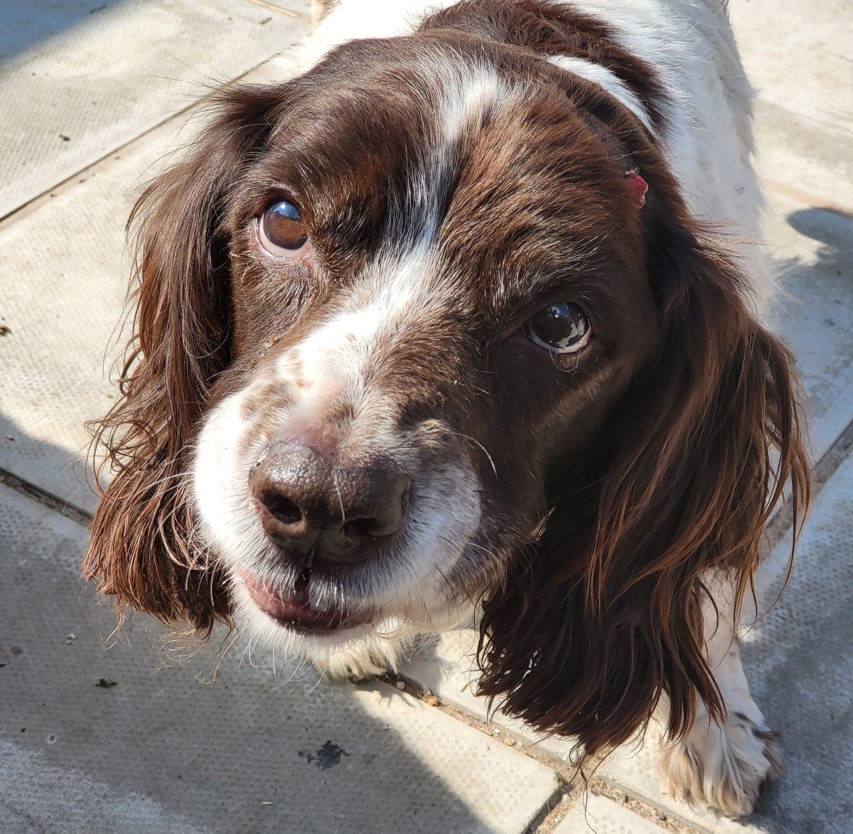 SpringerSaint's tweet image. And Briar is happily enjoying all the treats she can eat ❤️ #MyShadow ❤️
