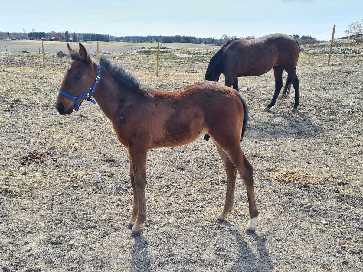 pacetrotting's tweet photo. Mason Pace (e.Nuncio-Teehee) trivs i solen, en kille som verkligen e framåt. https://t.co/1Vu1loxTu8
