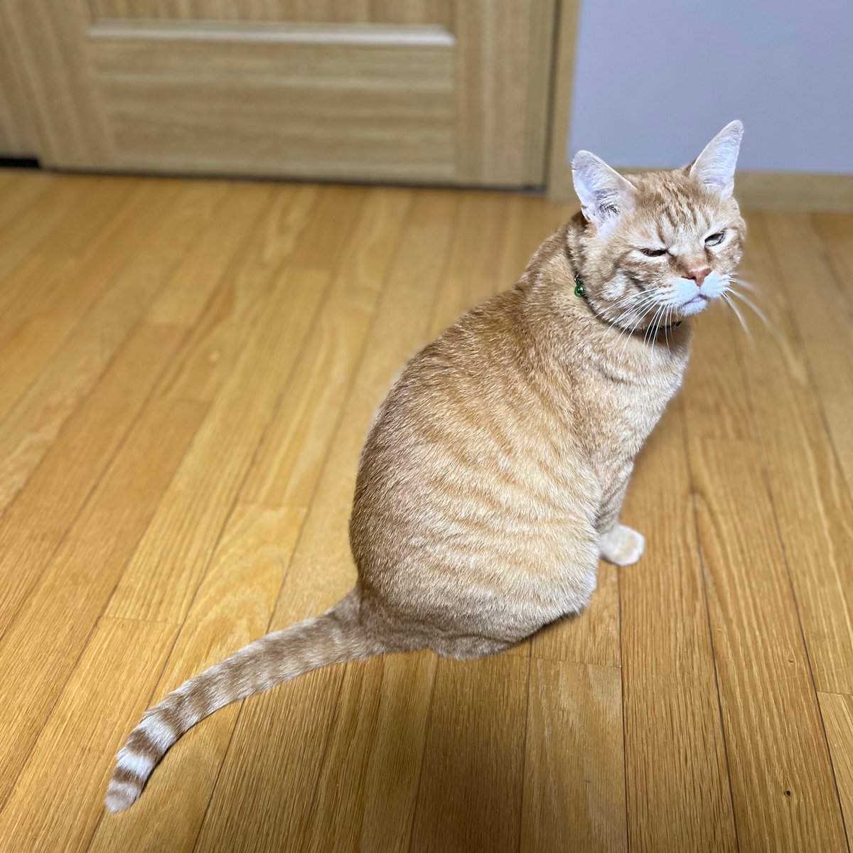 marusukecat's tweet photo. 読み返したら、宗助がいないみたいなツイートになってた💨
今も元気です🐱 https://t.co/lvpViz29Tw