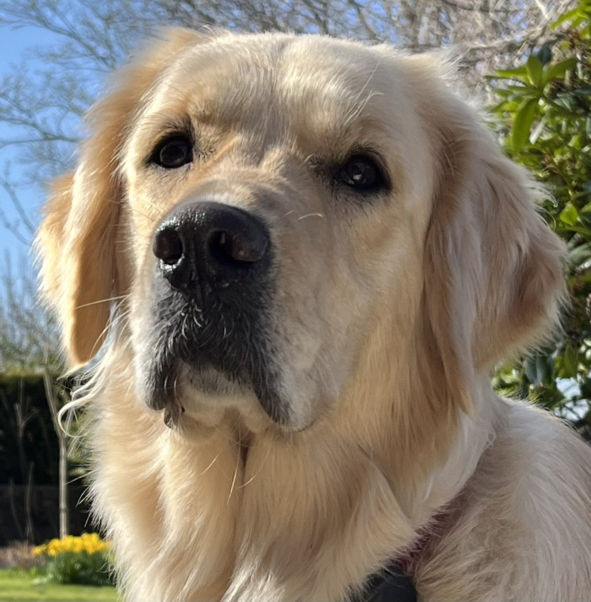 Bella the Therapy Dog tweet media