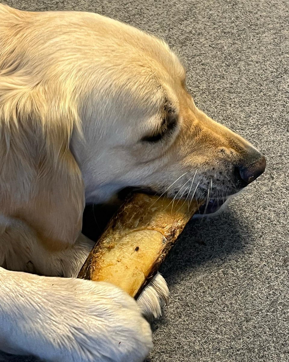 Bella the Therapy Dog tweet media