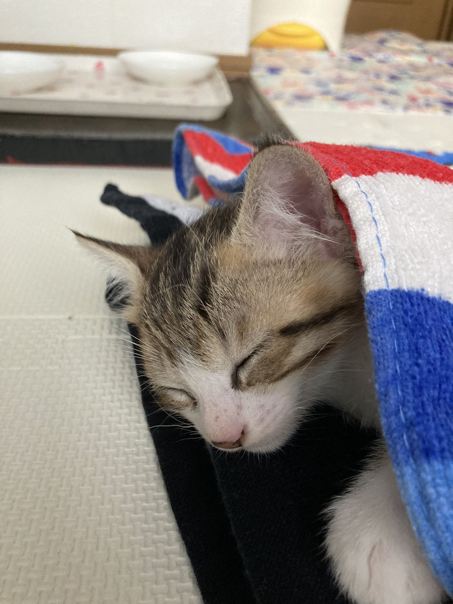 k0_zd's tweet photo. 今日から家族が増えました。
男の子と女の子の兄弟です🐱
暫くこの子達に夢中になりそうです😍 https://t.co/AoFkX0U4P7