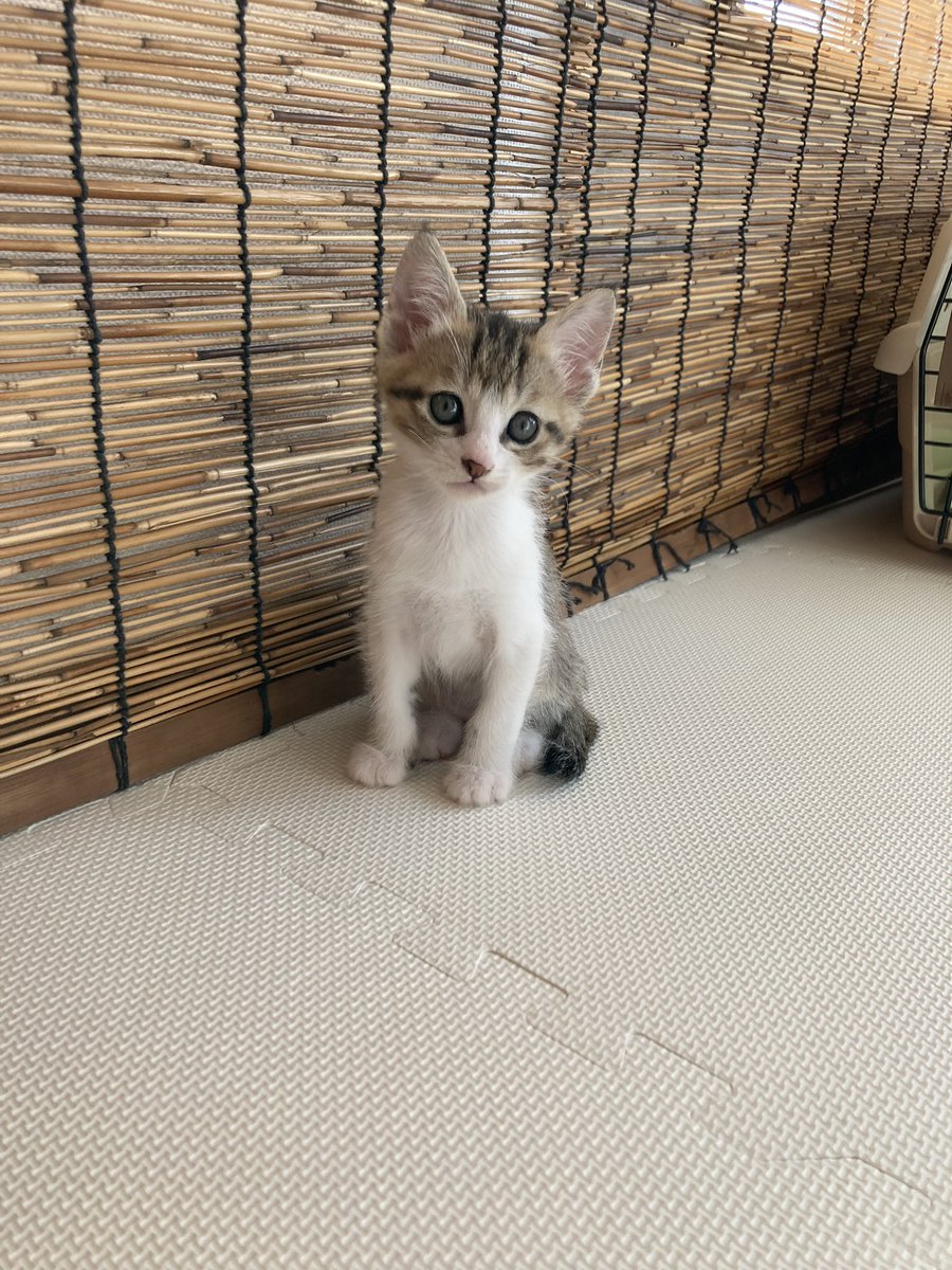 k0_zd's tweet photo. 今日から家族が増えました。
男の子と女の子の兄弟です🐱
暫くこの子達に夢中になりそうです😍 https://t.co/AoFkX0U4P7