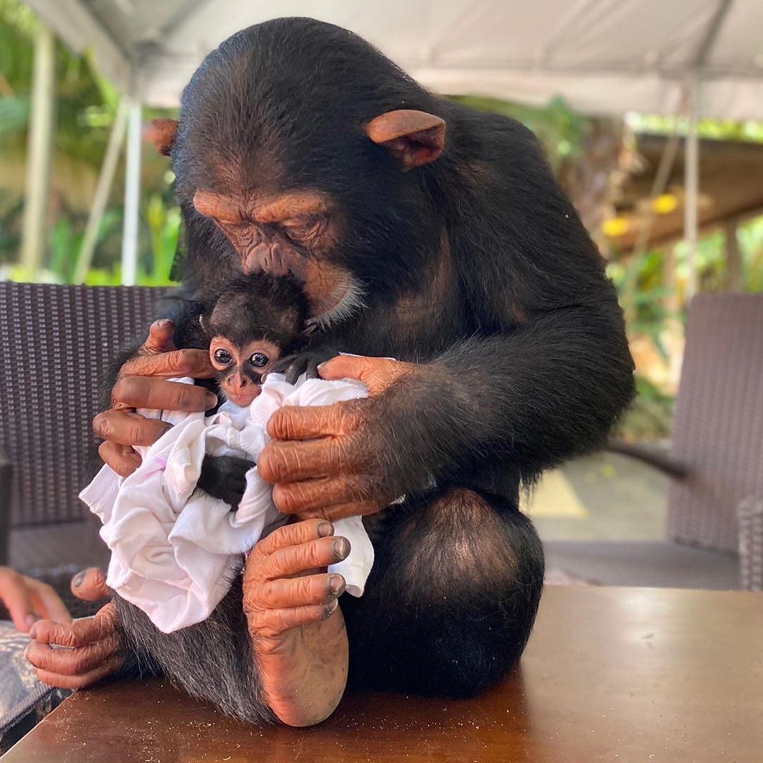 acibiber10's tweet photo. How cute is Limbani with her baby Damian 🐾🐵 https://t.co/o0jf6dyb1B