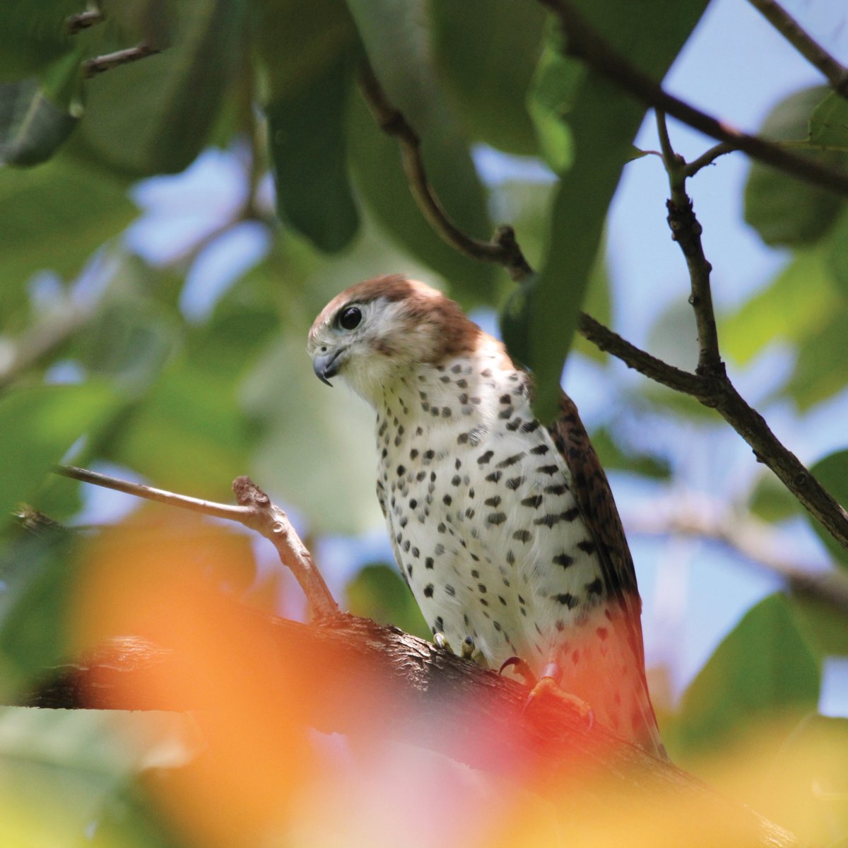 ⭐️ The Mauritius kestrel has officially been proclaimed the National Bird of the Republic of Mauritius!  

In 1974, only 4 birds remained. Now, 100s inhabit the forests of Mauritius thanks to the work of our Chief Scientist, Prof Carl Jones &amp; the Mauritian Wildlife Foundation.