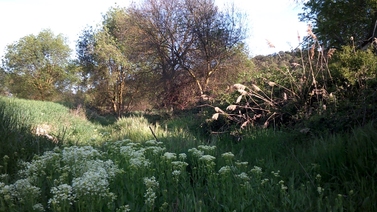 Granyena de Segarra
#primaverasegarra, @lasegarra @aralleida @Turisme_Segarra @caminsnatura