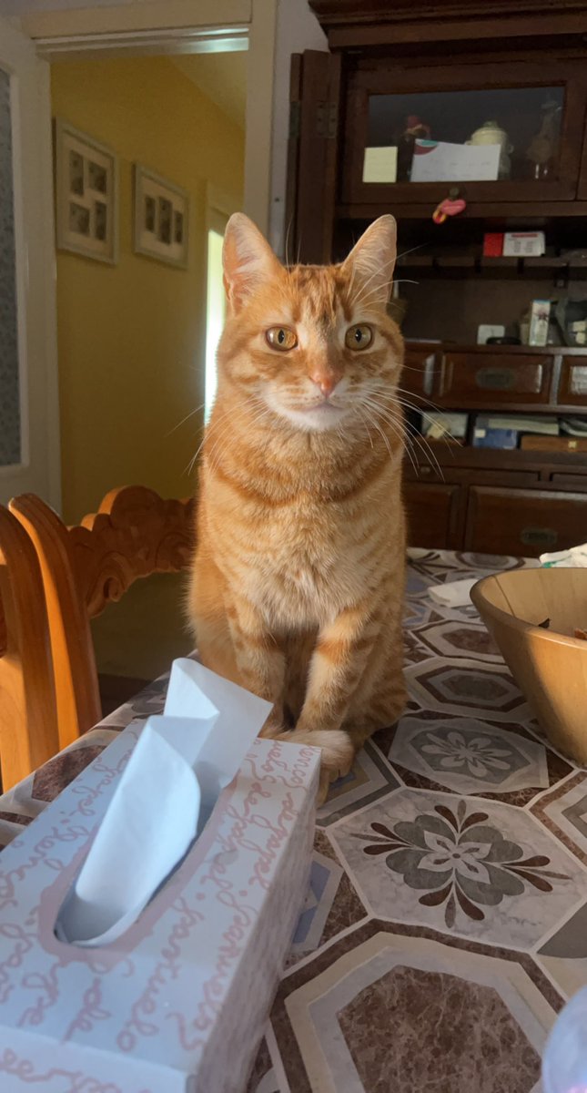 tippythekitten's tweet photo. is tipe and mome birday!!! i am 2 https://t.co/8mZPmsCiHV