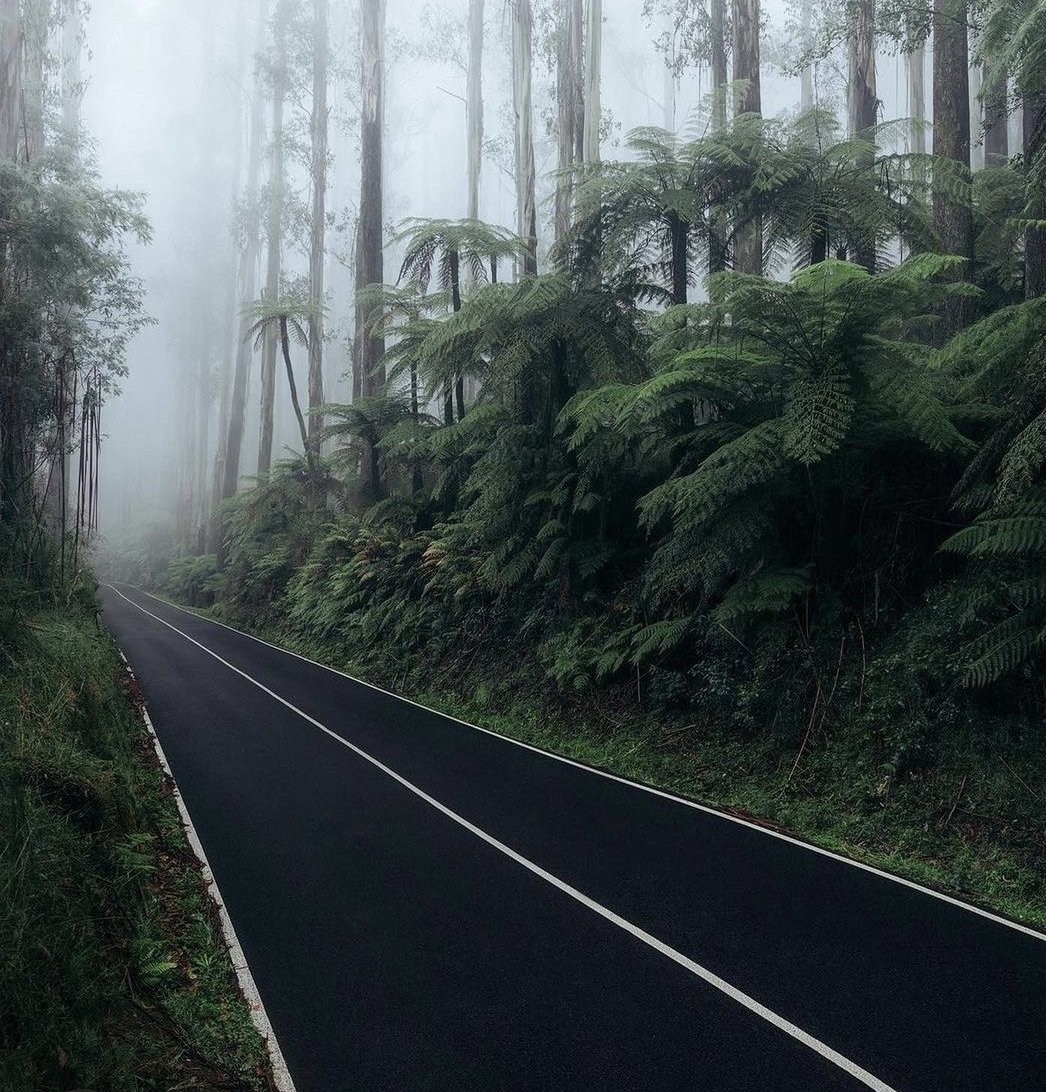 Meldawson6's tweet image. &apos;We&apos;re on the road...to somewhere&apos;...anyone driven through the Black Spur lately? Early morning is a time you want to open all windows, slow to 10km &amp;amp; just...enjoy! #YarraRanges #StopNativeForestLogging #GreatForestNationalPark