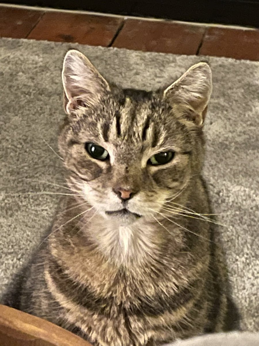 .<a href="/TreasuryMog/">Gladstone 🇺🇦</a> here is Thomas, aged 13. #tabbycatappreciationday