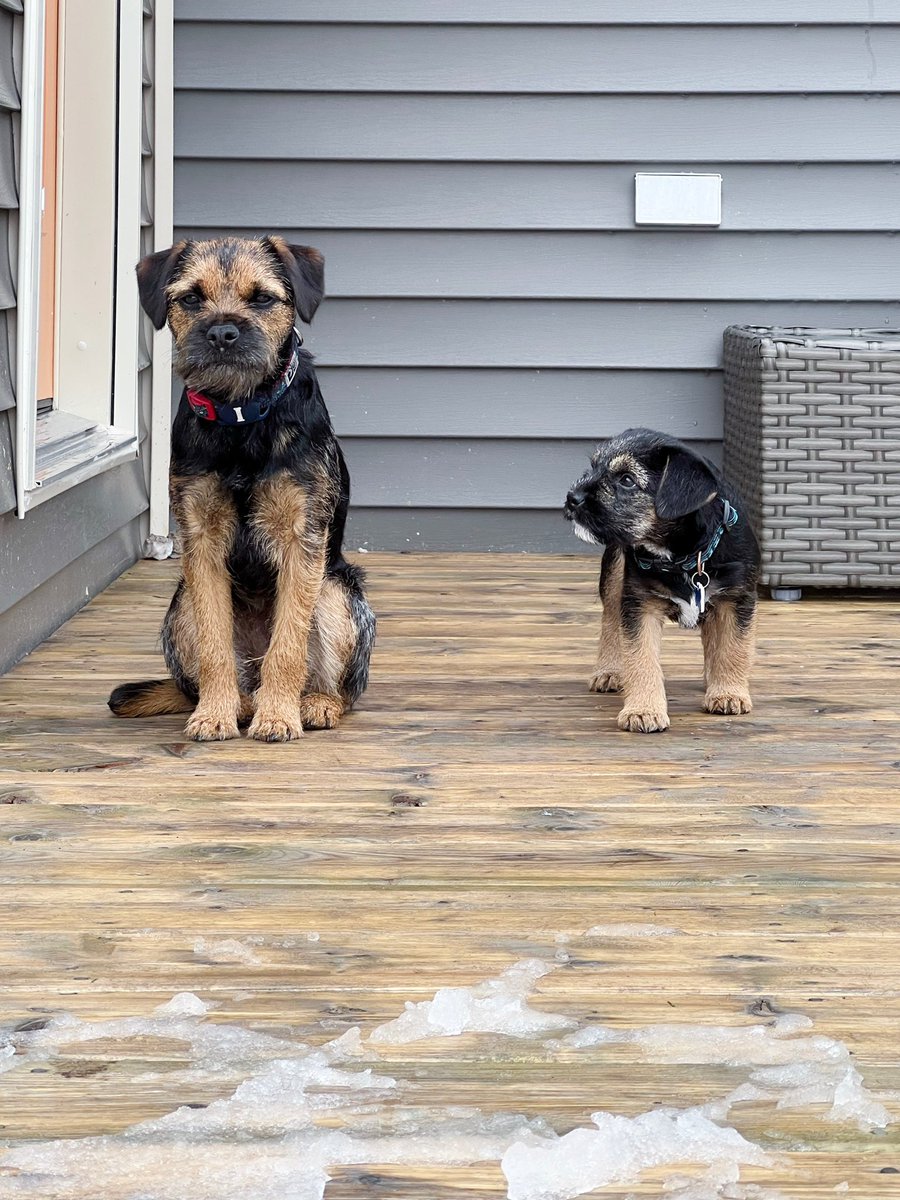 BestKindBetty's tweet photo. @claptonterrier Whot can we say; we all knows Best Things come in packages #bestkind #BBys #btposse https://t.co/pfb92NYTgB