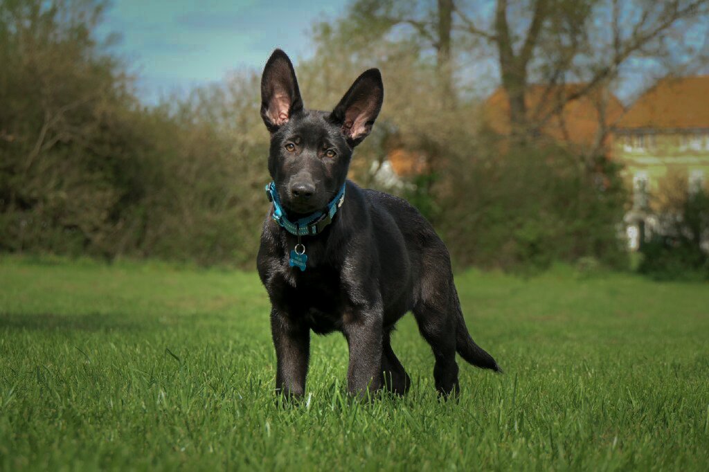 When the hellhound was once a helldonkey! 
Cant believe his ears were that big! 
#dogs #GermanShepherd