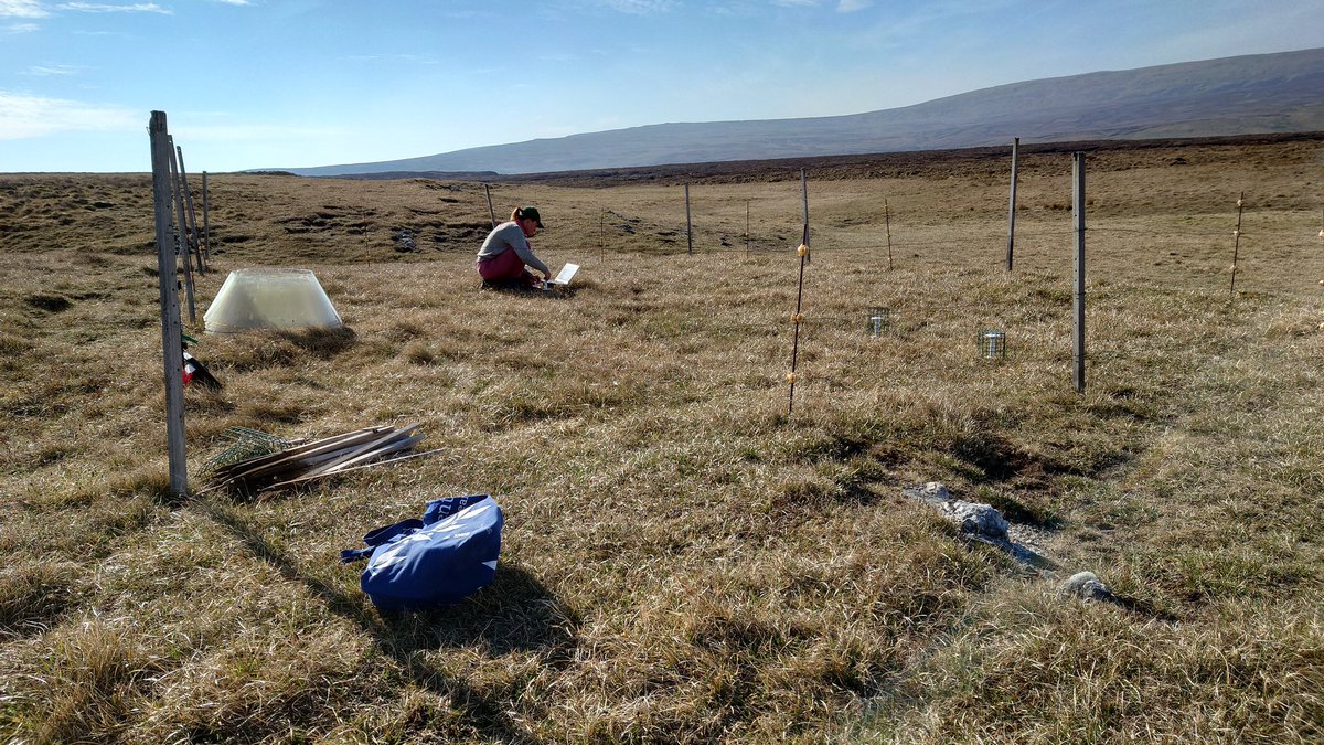 SAOCousins's tweet photo. On Widdybank Fell making the final measurements for our #climate winter warming experiment and how it affects #plant #community #biodiversity
@BolinCentre @LandscapeSthlm
#tomst @wildflower_hour #gentian https://t.co/fyXo6ggu52