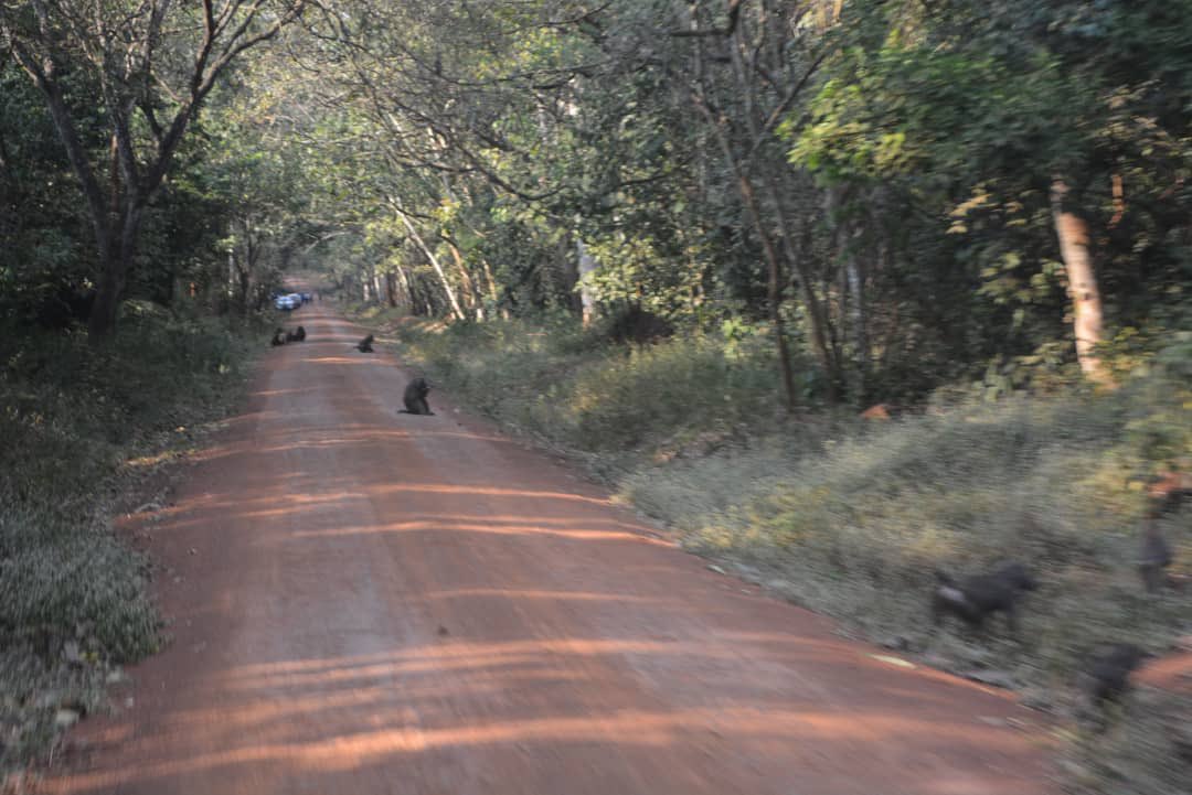 TrendRoomUG's tweet photo. Murchison Falls National Park road in 2019
Vs
Murchison Falls National Park road in 2019
#ConserveUG #NEMAct https://t.co/Gj2EWQCRQH