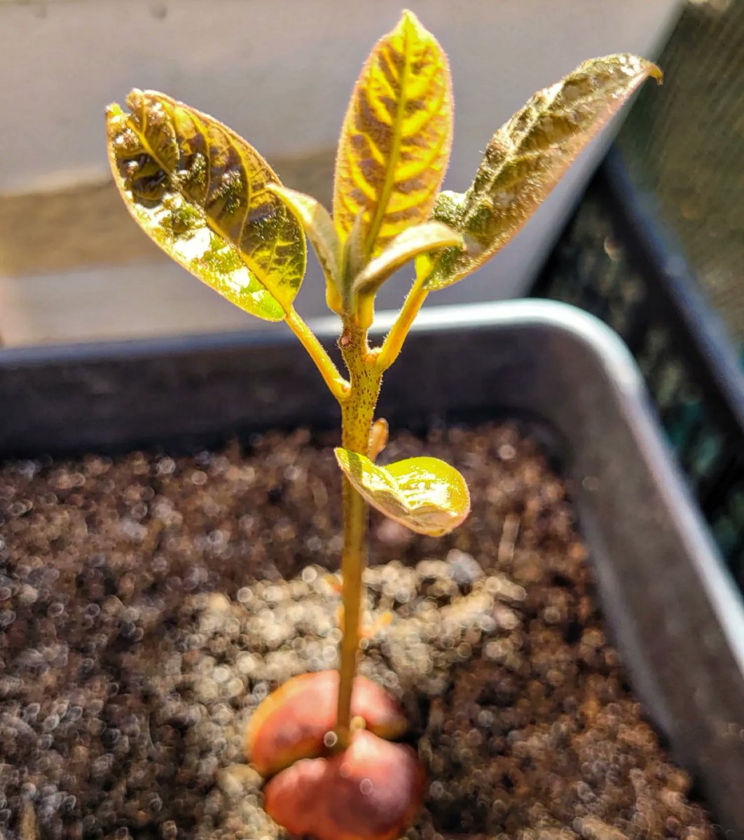 Sophie_MJ's tweet photo. TODO ES CUESTIÓN DE PERSPECTIVAS 🥑🌳⭐️
@GreenbudSeeds @Apez140 @INMAQ16 
.
#Greenbudseeds #AdrycsCove #autocultivo #aguacates #aguacatelover #Sabado #LaSofiJardinera 👩🏼‍🌾🧿🥑🌿 https://t.co/Q3A9rW9aOR