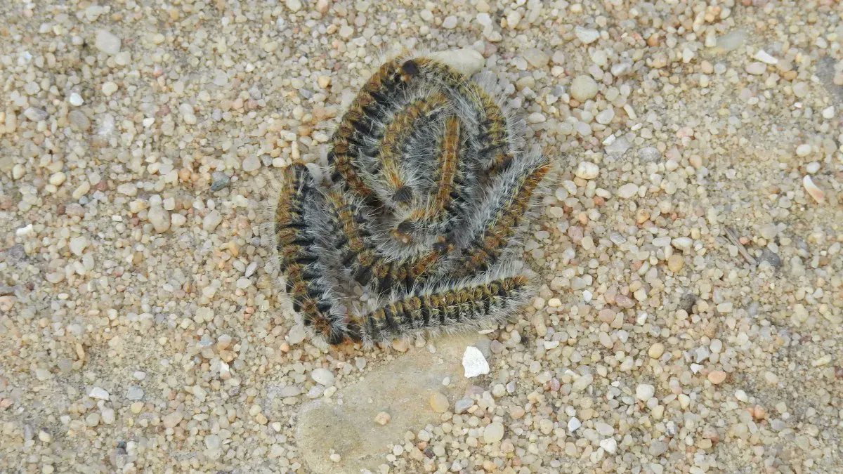These are the caterpillar of the Pine Processionary Moth. Fascinating to observe but whatever you do don’t touch! Their tiny hairs can cause anything from mild skin inflammation to a major allergic reaction.

More here buff.ly/2sOzKgS