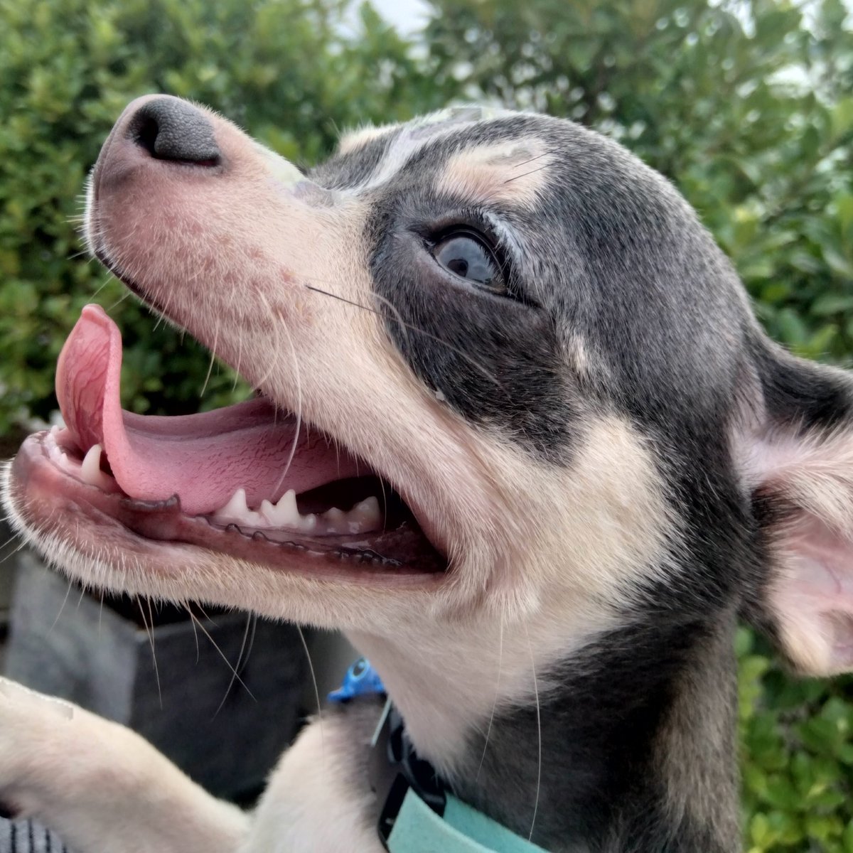 Dusty 💙 is extremely happy to be out and exploring today! 🐾