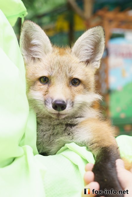 Fox Info Netさんのイラストまとめ