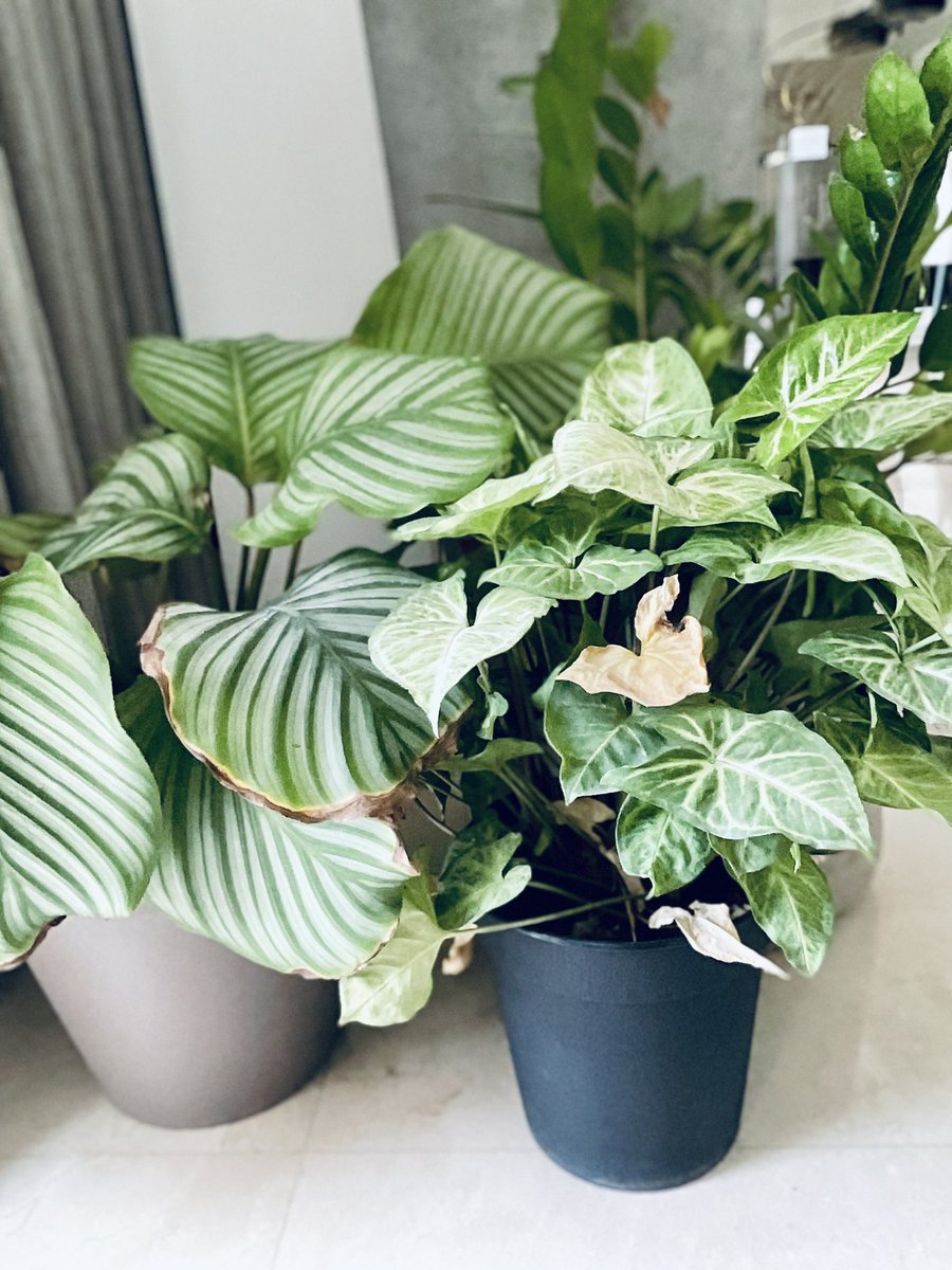 Raiz Noushad (@raiznoushad) on Twitter photo “No language can express the power and beauty and heroism of a mother’s love.”
Today, I decided to take charge and help my mom in simple tasks like watering the plants.
<a href="/GNMS_Tigers/">GNMS_Secondary Tigers_Semper Sursum</a> <a href="/nmswow101/">NMS WOW! 101</a> <a href="/NMSmiles4Zayed/">NMSmiles4Zayed</a> #10laboursoflove #morethanwords #10YearsofNMS #Honouringmilleniummoms “No language can express the power and beauty and heroism of a mother’s love.”
Today, I decided to take charge and help my mom in simple tasks like watering the plants.
<a href="/GNMS_Tigers/">GNMS_Secondary Tigers_Semper Sursum</a> <a href="/nmswow101/">NMS WOW! 101</a> <a href="/NMSmiles4Zayed/">NMSmiles4Zayed</a> #10laboursoflove #morethanwords #10YearsofNMS #Honouringmilleniummoms