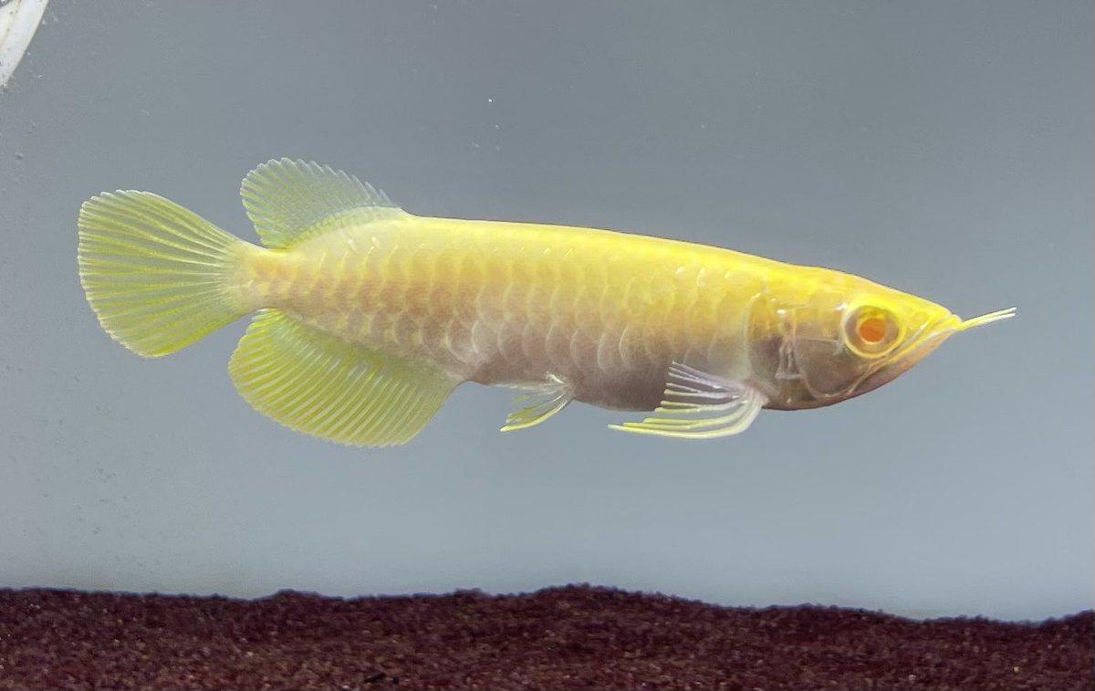 ○特殊個体 アルビノ過背金龍(13cm±) まだ幼魚サイズの個体で 体色の