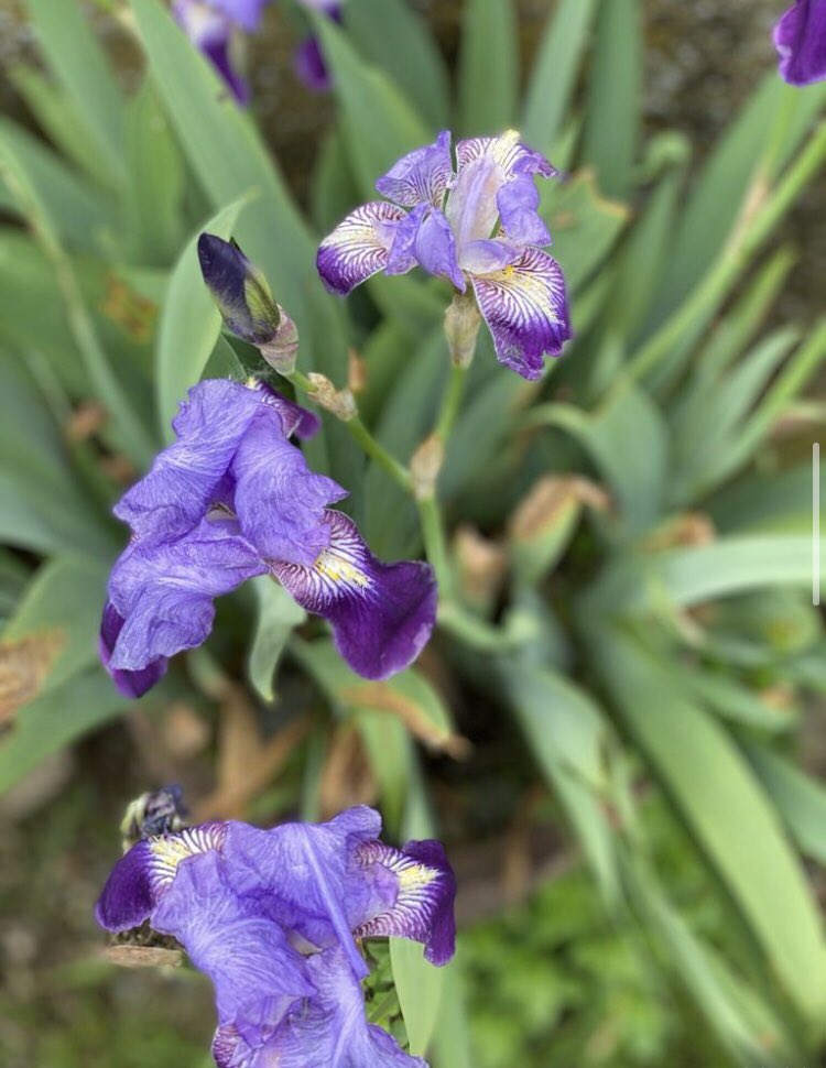 LiliesFlower!