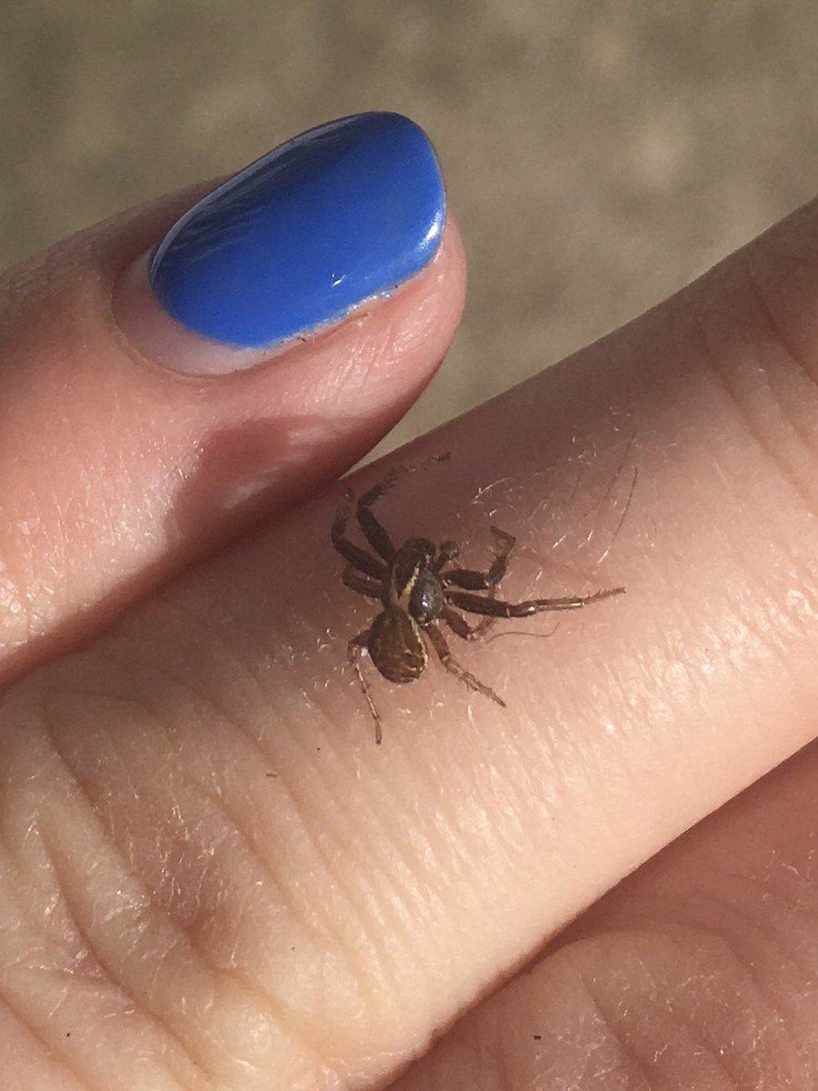 NaturegirlBecky's tweet photo. Is it possible to tell if this is a common crab spider? Or is it a microscope job? Found on soil in veg patch. Sorry for the rubbish pics. #spider #arachnid @BritishSpiders #IDhelp #identify @inaturalist https://t.co/15j2D7ZOah