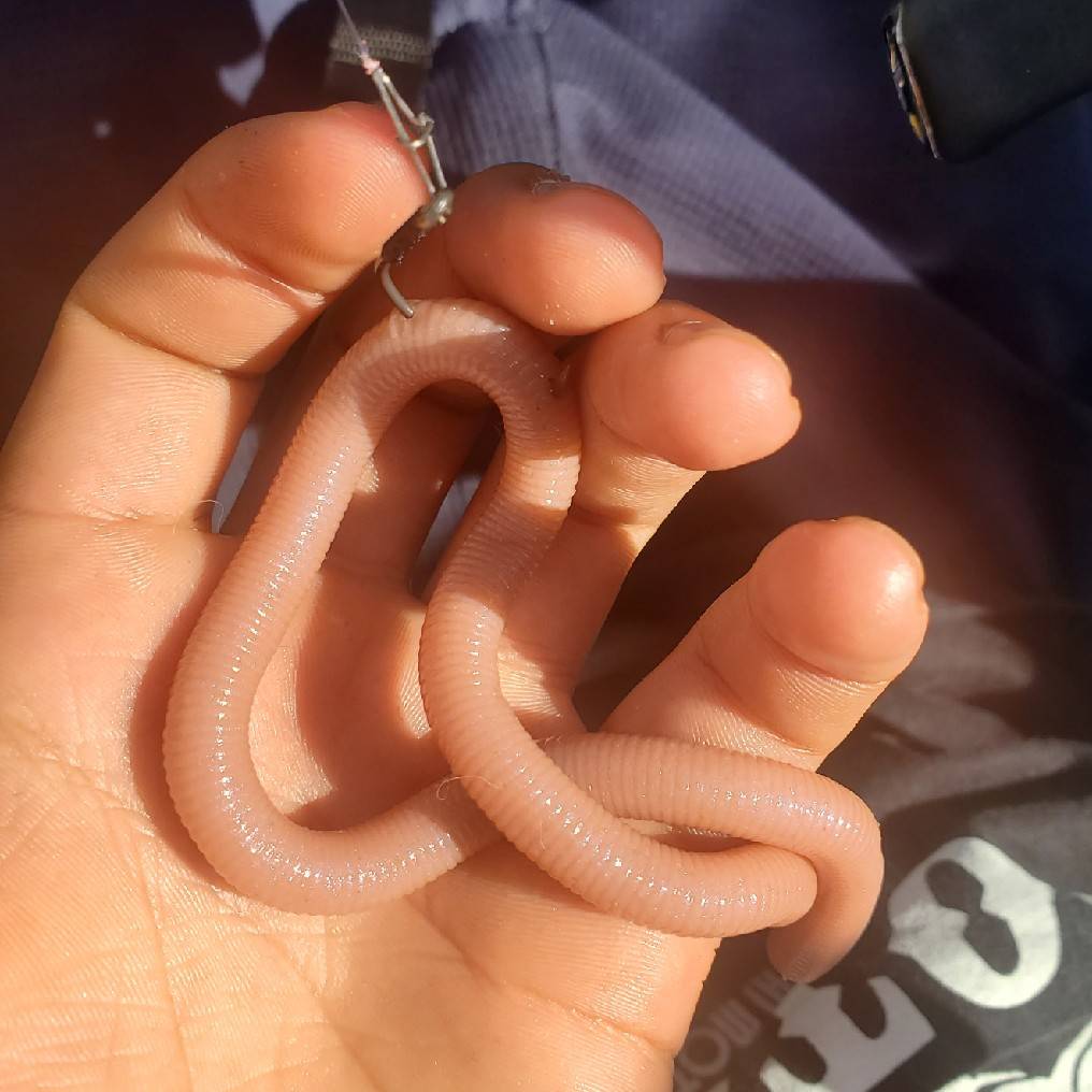 ミミズワーム Twitter Search Twitter