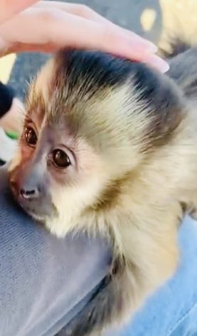エキゾチックアニマル販売 Owl Wan アウルワン 黒顔タイプではない 毛長で顔が白系の欧米人 タイプ９月産まれの フサオマキザル のメスちゃん ３月産まれの可愛い顔立ちの キンカジュー のメスちゃん 2匹が近日入店致します 共に貴重なメス