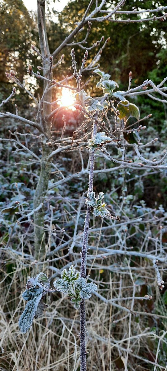 akajools's tweet image. Such a frosty start  today