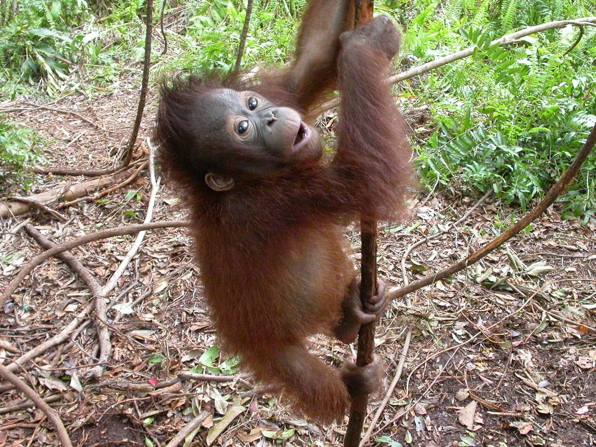 orangulandtrust's tweet photo. #OrangutanOfTheDay:
INDY!
#LearningToClimb
Donate now to help give orangutans like Indy a future in the wild:
https://t.co/dZuBS4Ru2j
Photo by@orangutanland.
#orangutan #orangutans #saveorangutan #saveorangutans #NyaruMenteng #orangutanlandtrust #LoneDroscherNielsen https://t.co/OUT7WJTuDM