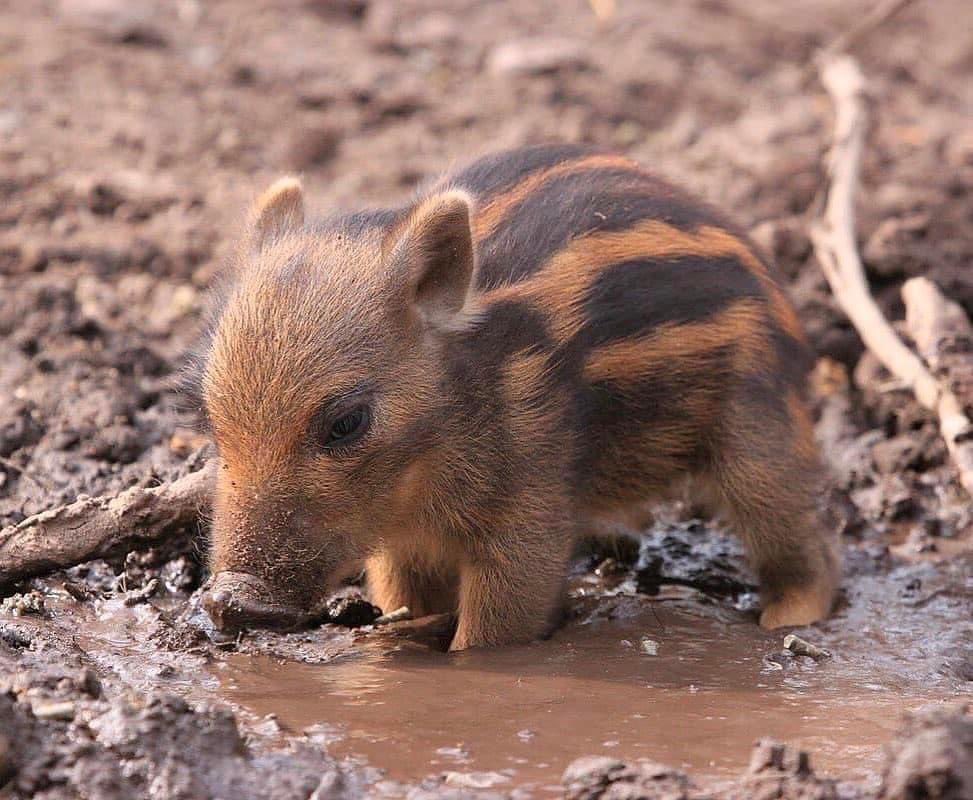 EnsedeCiencia's tweet photo. Una pequeña y apenas limpia cría de jabalí. https://t.co/YL0YwurNz8
