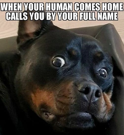 rottweilers_hub tweet media
