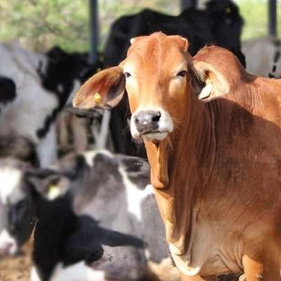 JKUTNEWS1's tweet photo. Assam gets cow ambulance service
*Read More* 👇
https://t.co/5LhJU1yMel https://t.co/Fg3pHPkUBo