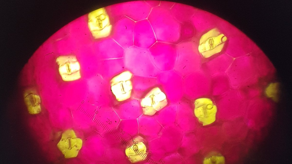 SCIENCEUNITY's tweet image. It's always nice to get the microscopes out to look at something other than onion cells. Our year 8s even started asking where they can buy their own microscopes 😍🌱#biology #plantsci #STEM #science