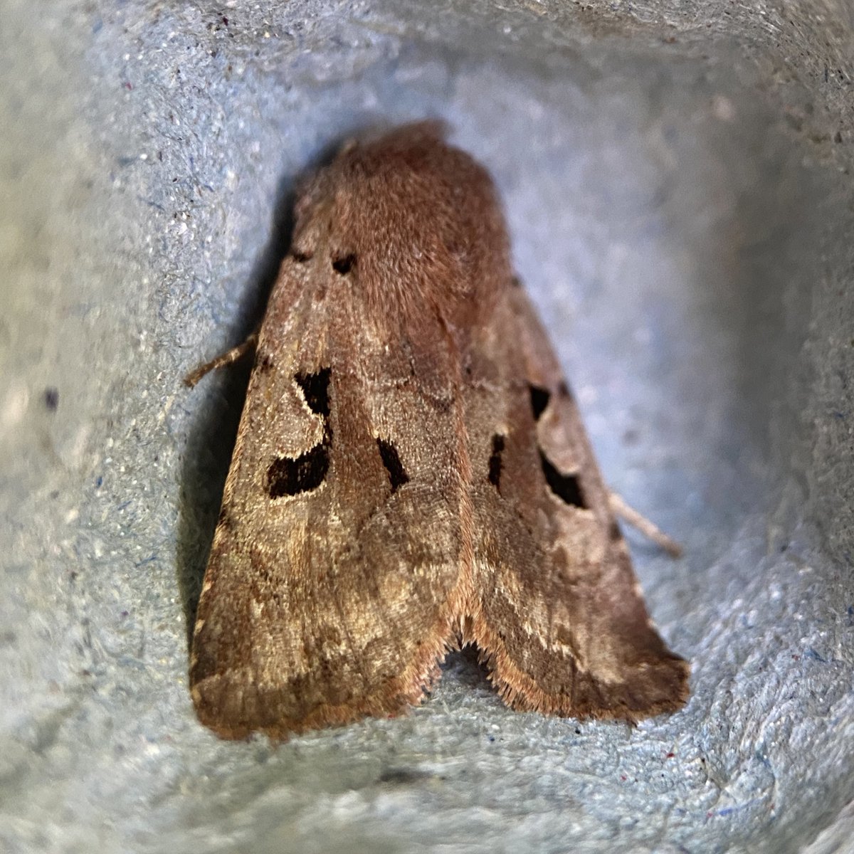 bernoid's tweet photo. Lots of Hebrew Chatacters & Flame Shoulders #teammoth #moths #hebrewcharacter #flameshoulder https://t.co/8wQD4Fjbos