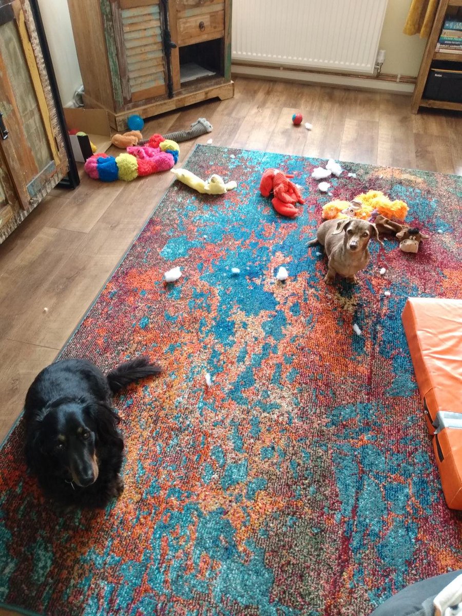 Saturday...... so far  😅😅😅#dogsoftwitter #dogs #Dachshunds #toysout #weluvfluff #messyhouse #rascals