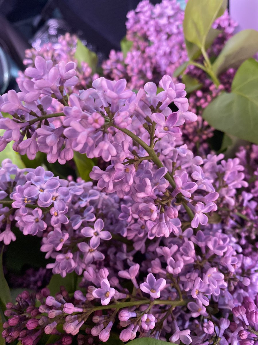 #spring is already here 💜