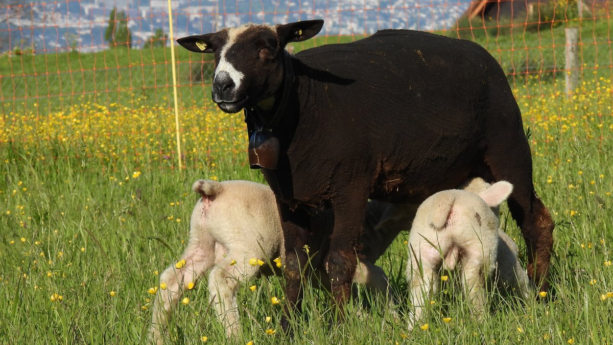 georggmuer's tweet photo. .#Moments2022 🍀
#Schafweide 🐑 Appisberg
#Männedorf
#ZürcherWanderwege #PanoramawegPfannenstiel
▶️ https://t.co/lt2R3nmqHM
#ZR84 #GGMLive #InLoveWithSwitzerland
#Schafe #sheeps #Lämmer #lambs
#HappyWeekend 🌞 #springtime #SpringVibes
#CaptureYourIconicMoments #SchweizerBauer https://t.co/4V93wFCg8Y