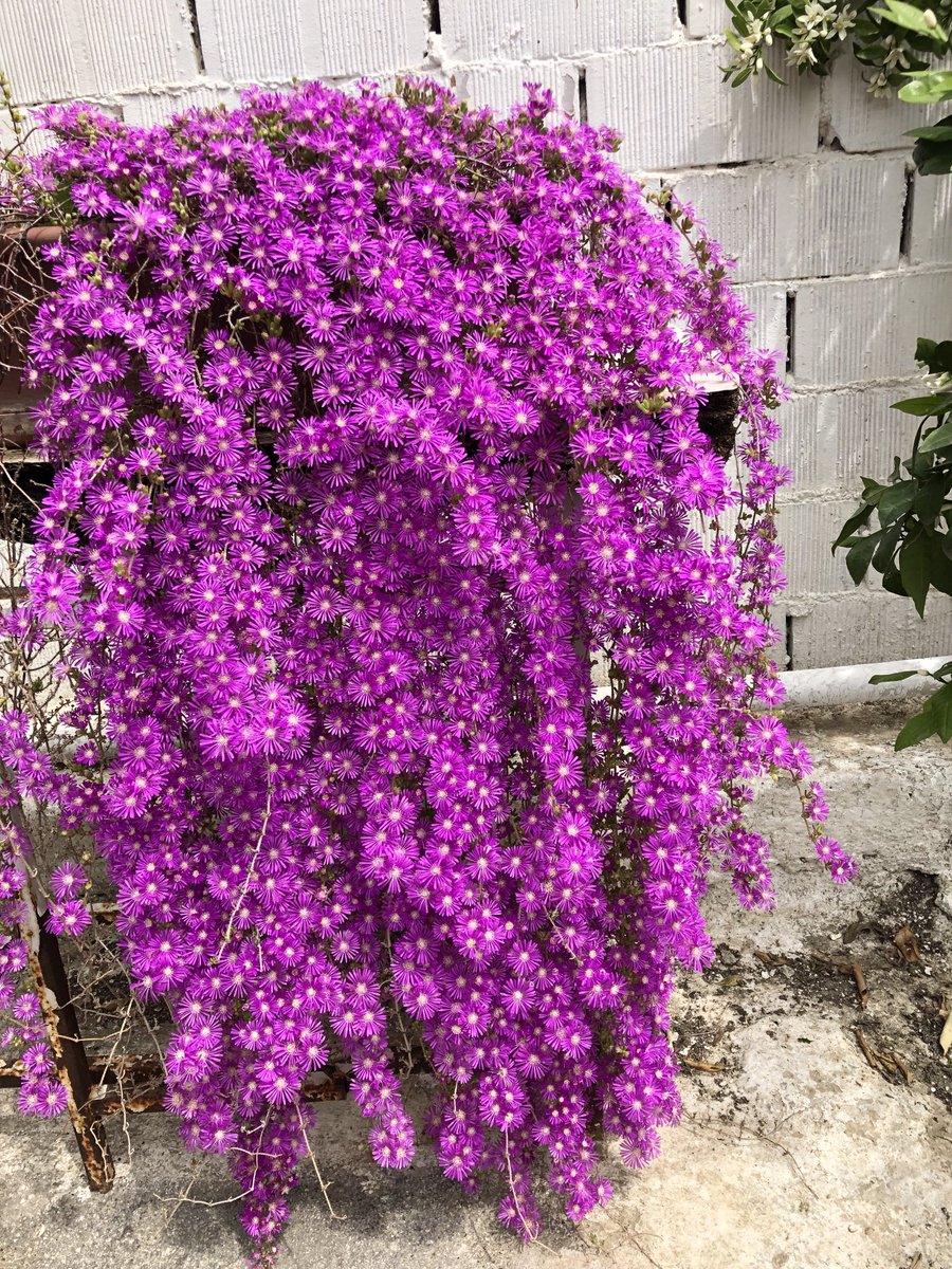 Bu yılda gelin çiçeğimiz tüm  iştahıyla açtı