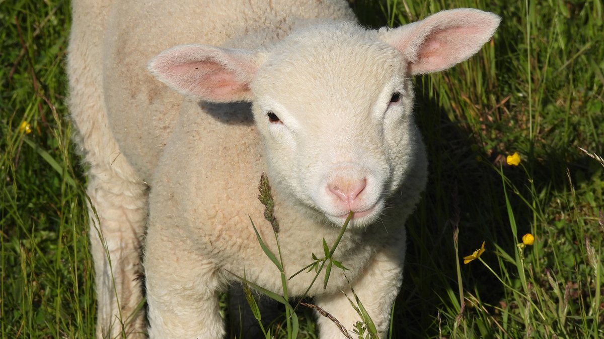 georggmuer's tweet photo. .#Moments2022 🍀
#Schafweide 🐑 Appisberg
#Männedorf
#ZürcherWanderwege #PanoramawegPfannenstiel
▶️ https://t.co/lt2R3nmqHM
#ZR84 #GGMLive #InLoveWithSwitzerland
#Schafe #sheeps #Lämmer #lambs
#HappyWeekend 🌞 #springtime #SpringVibes
#CaptureYourIconicMoments #SchweizerBauer https://t.co/4V93wFCg8Y