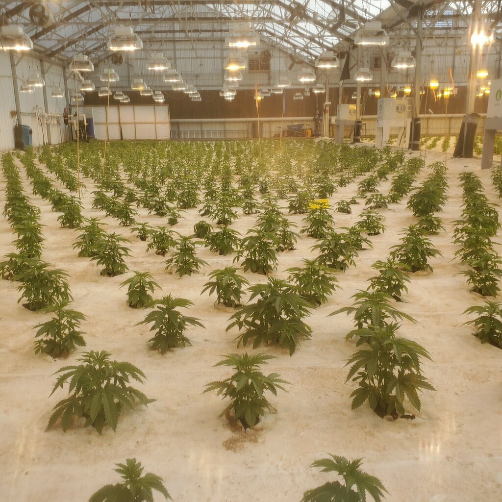 So while the scissor crew cut clones the planting crew plant plants that reached a decent size in pre-grow pots in the other pre-grow GH next door. The cycle is continuous and staggered so a small crew can mange it on a daily work schedule. Intelligent well thought out plann…