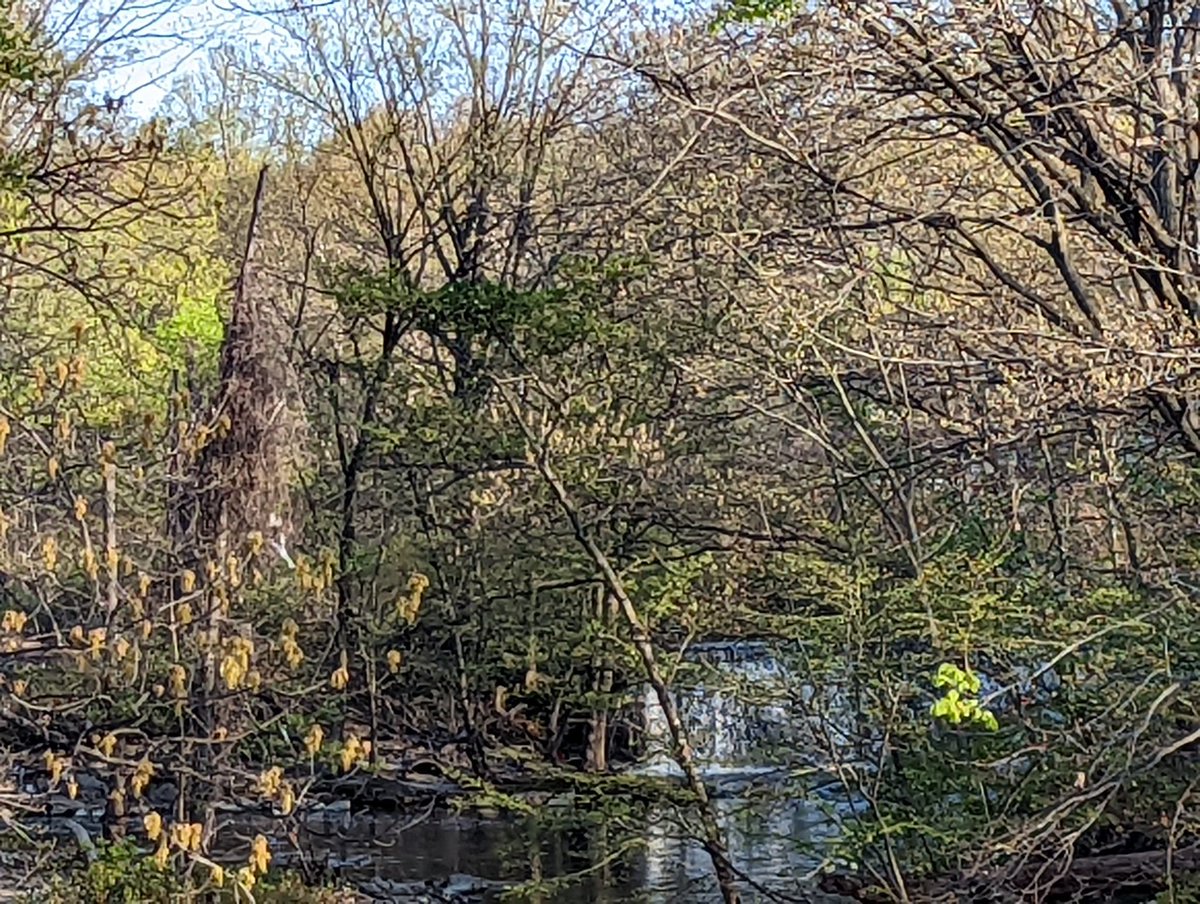 julietighe17's tweet photo. Good morning from the @BronxZoo! Getting ready for the #RunForTheWild in support of @TheWCS! https://t.co/uTcsB5oYTr