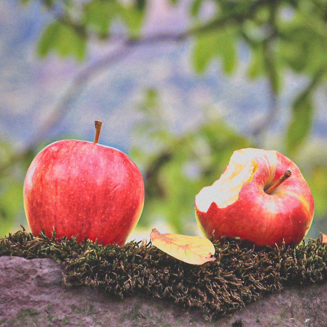 JuniorGuarch's tweet photo. "Y caminaremos juntos con guirnaldas psicodélicas en nuestro cabello. ¿Pero cómo puedo amar lo que sé que voy a perder?
No me hagas elegir".
🍎
#fallenfruit #apple #pomme  #solarpower #goodmorning #happysamhain #hemisferiosur #paganismo #brujeria #autumn  #paganboy  #lorde https://t.co/iQSCDRvO8v