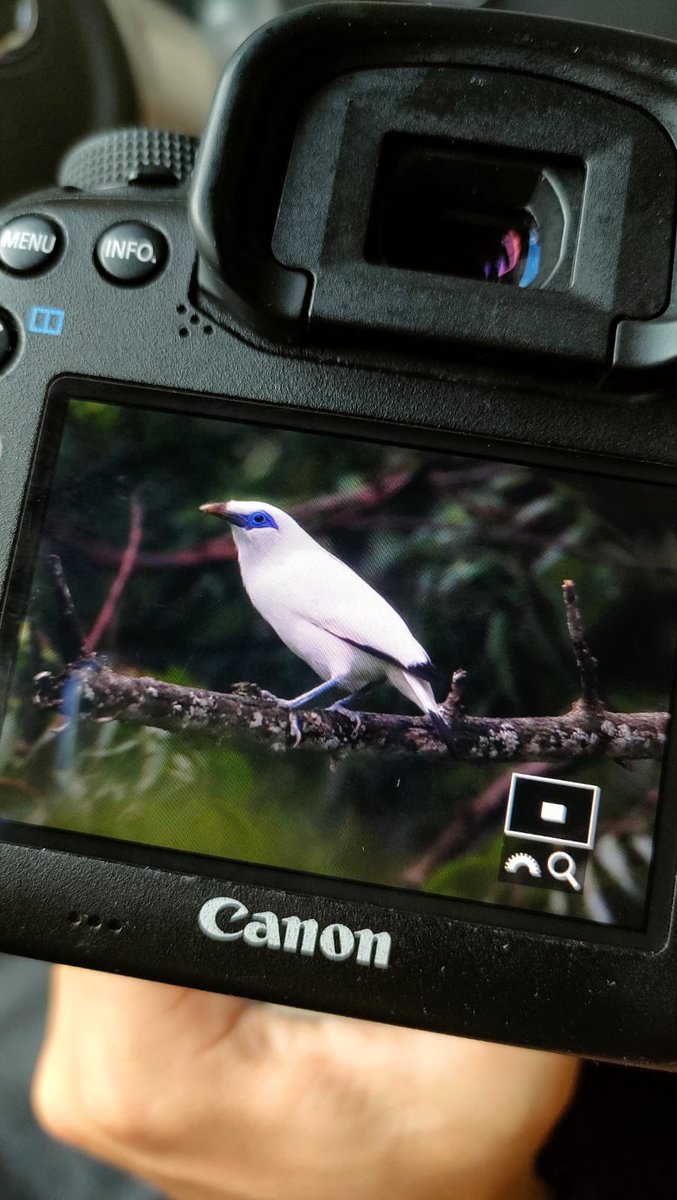 Always a fun weekend when you find a Bali Myna! 

#birding #birdwatching #BirdsSeenIn2022 #Bali #BirdTwitter #TwitterNatureCommunity