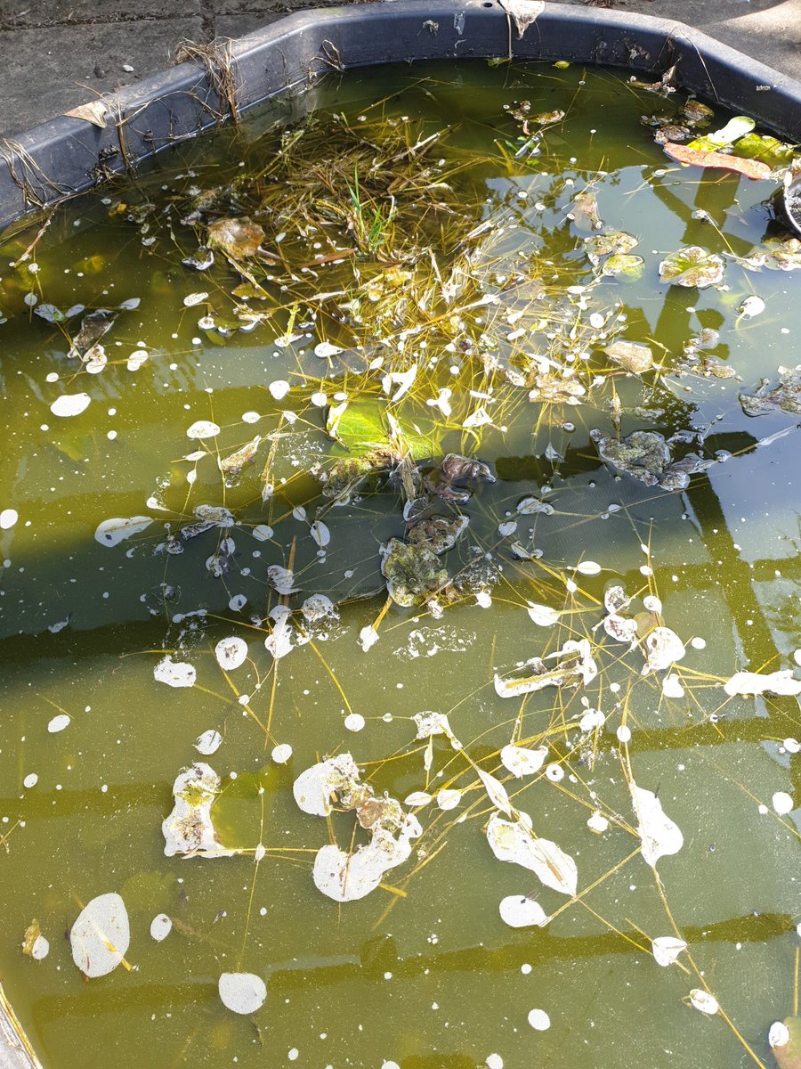 A pseudonym tweet media