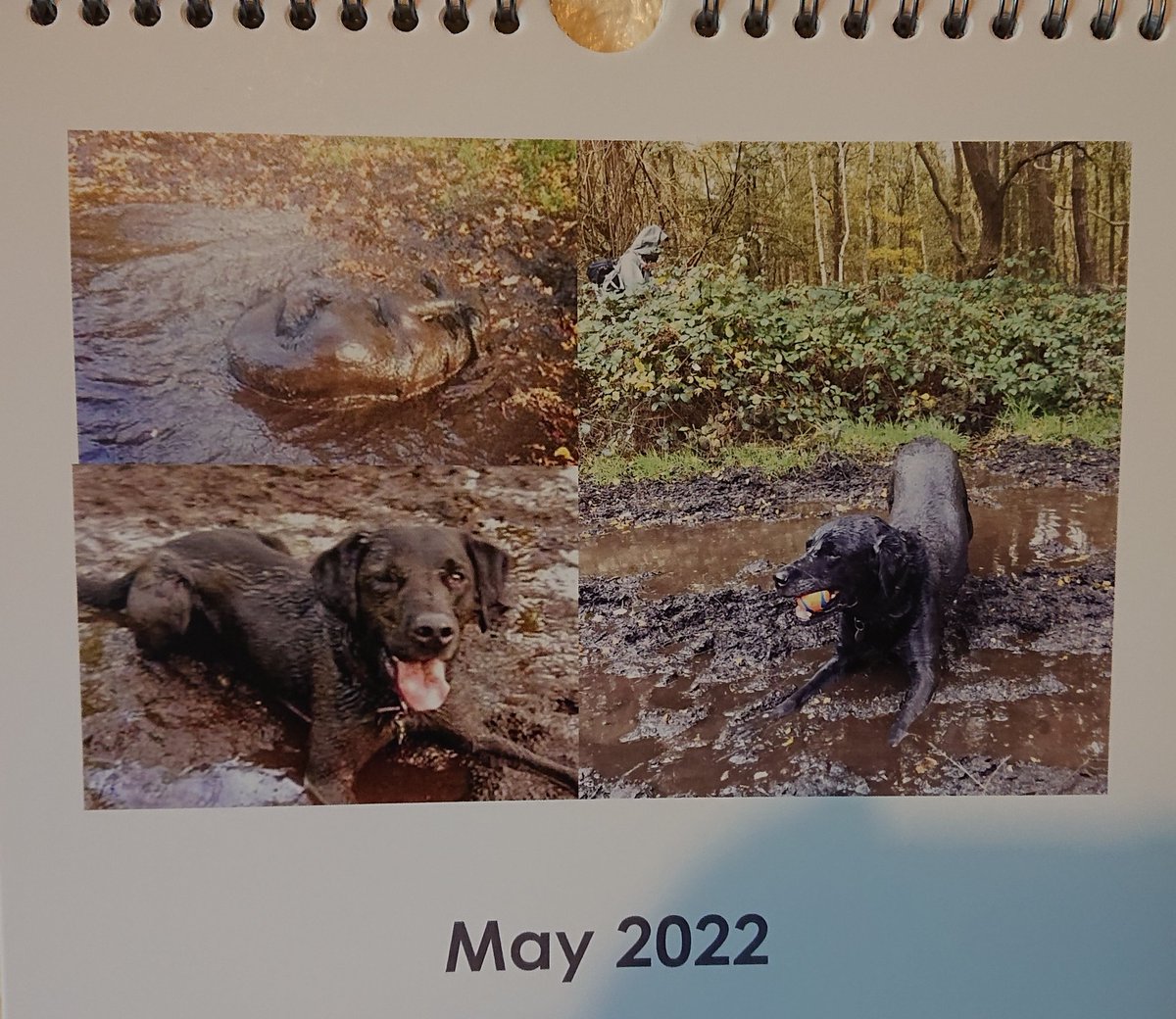 Turned my calendar a day early and look who Mr May is....💞💞💞💞 <a href="/Dougal_the_Lab/">Dougal the Lab</a>