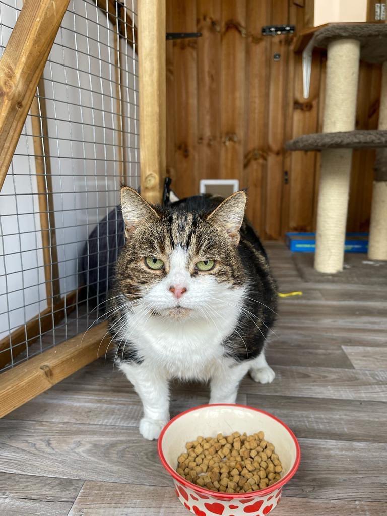 Happy #NationalTabbyDay Lucy is still looking for a home this #Caturday Lucy might have a grumpy little face but she’s simply lovely and gets so excited for fuss. We think her face is rather cute 🥰 she’s 10 years old and just has a lot of love to give #CatsOfTwitter