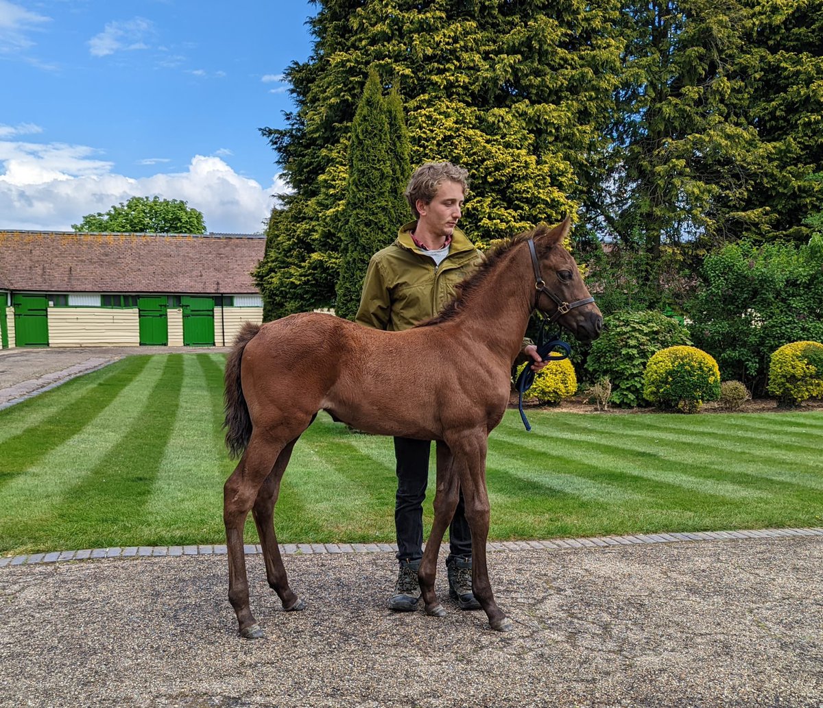 HarasMontaigu's tweet photo. Regardez ce que peut produire son fils #JimmyTwoTimes !!
Splendide soeur du champion VAUBAN, JCB Triumph Hurdle G1 @CheltenhamRaces @PDecouz
@equidia @Jour_de_Galop @bloodstocknews @rpbloodstock @Fedeeleveurs https://t.co/jcFPZslqVn
