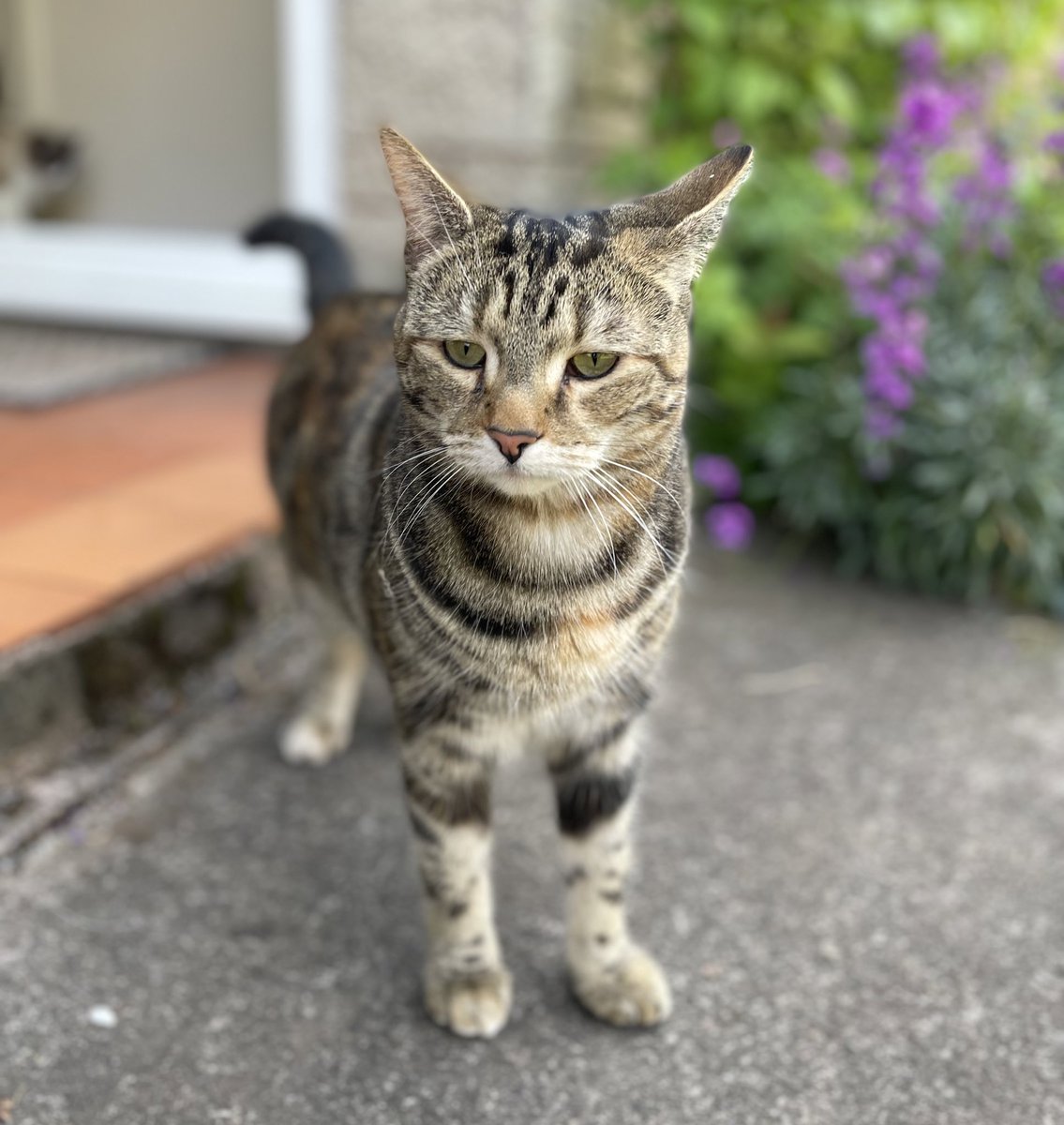 Happy #NationalTabbyDay to all my tabby friends! Today is all about us 💜