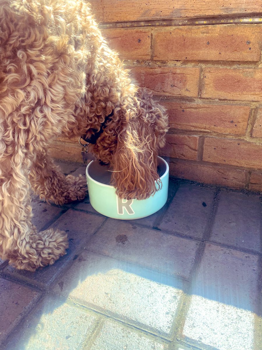 CockapooRufus's tweet image. Mummy bought me a new bowl 😍
